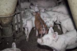 Weaner piglets - Australian pig farming - Captured at Wally's Piggery, Jeir NSW Australia.