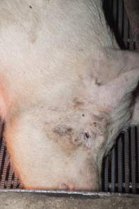 Sow in crate - Australian pig farming - Captured at Wally's Piggery, Jeir NSW Australia.