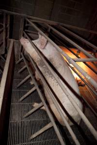 Sow sitting up in crate - Australian pig farming - Captured at Wally's Piggery, Jeir NSW Australia.