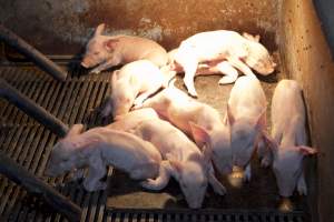 Piglets in crate - Australian pig farming - Captured at Wally's Piggery, Jeir NSW Australia.