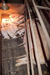 Wally's Piggery - Australian pig farming - Captured at Wally's Piggery, Jeir NSW Australia.