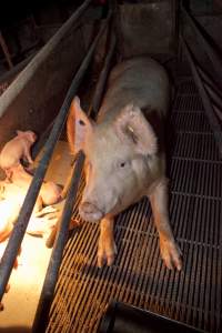 Wally's Piggery - Australian pig farming - Captured at Wally's Piggery, Jeir NSW Australia.