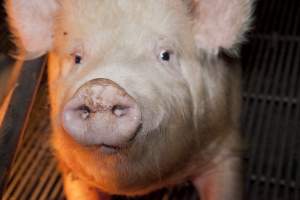 Sow in crate - Australian pig farming - Captured at Wally's Piggery, Jeir NSW Australia.