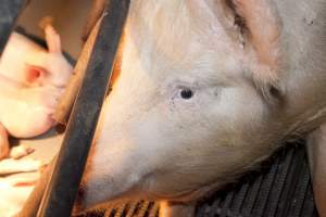 Sow in crate - Australian pig farming - Captured at Wally's Piggery, Jeir NSW Australia.