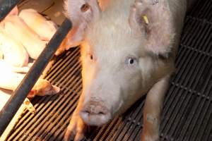 Sow in crate - Australian pig farming - Captured at Wally's Piggery, Jeir NSW Australia.