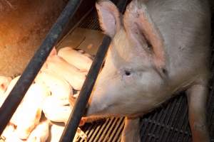 Sow in crate - Australian pig farming - Captured at Wally's Piggery, Jeir NSW Australia.