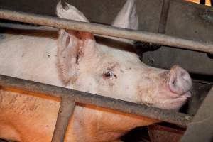 Sow in crate - Australian pig farming - Captured at Wally's Piggery, Jeir NSW Australia.