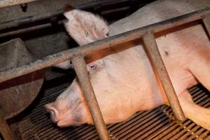 Sow in crate - Australian pig farming - Captured at Wally's Piggery, Jeir NSW Australia.