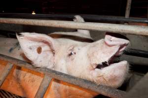 Sow in crate - Mouth open - Captured at Wally's Piggery, Jeir NSW Australia.