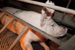 Sow lying in farrowing crate - Australian pig farming - Captured at Wally's Piggery, Jeir NSW Australia.