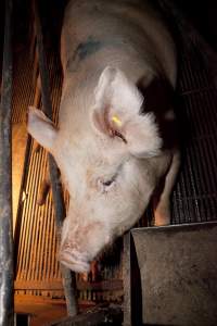 Sow in crate - Australian pig farming - Captured at Wally's Piggery, Jeir NSW Australia.