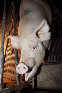 Sow in crate - Mouth open - Captured at Wally's Piggery, Jeir NSW Australia.