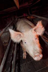 Sow in crate - Australian pig farming - Captured at Wally's Piggery, Jeir NSW Australia.