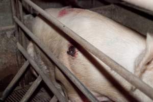 Sow with pressure sore - Australian pig farming - Captured at Wally's Piggery, Jeir NSW Australia.