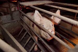 Sow with pressure sore - Australian pig farming - Captured at Wally's Piggery, Jeir NSW Australia.