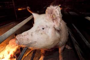 Sow in crate - Australian pig farming - Captured at Wally's Piggery, Jeir NSW Australia.