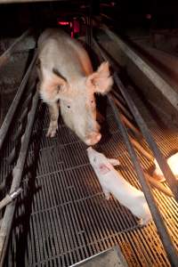 Sow and piglet nose to nose - Australian pig farming - Captured at Wally's Piggery, Jeir NSW Australia.