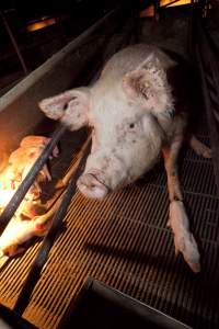 Sow and piglet - Australian pig farming - Captured at Wally's Piggery, Jeir NSW Australia.