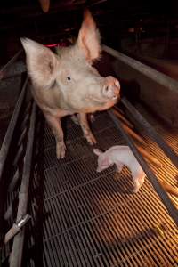 Sow and piglet - Australian pig farming - Captured at Wally's Piggery, Jeir NSW Australia.