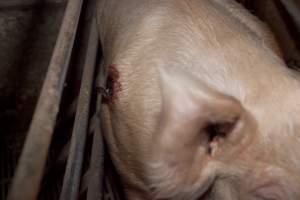 Sow with pressure sore - Australian pig farming - Captured at Wally's Piggery, Jeir NSW Australia.