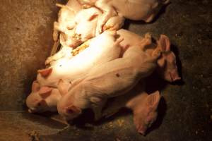 Piglets in crate - Australian pig farming - Captured at Wally's Piggery, Jeir NSW Australia.