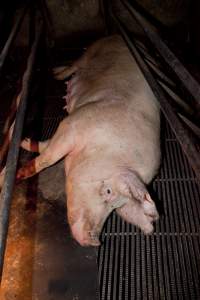 Sow lying in farrowing crate - Australian pig farming - Captured at Wally's Piggery, Jeir NSW Australia.