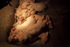 Piglets in crate - Australian pig farming - Captured at Wally's Piggery, Jeir NSW Australia.