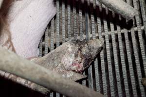 Sow with injured foot - Possibly 'bush foot' aka foot rot - Captured at Wally's Piggery, Jeir NSW Australia.