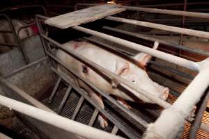 Sow with pressure sore in crate - Australian pig farming - Captured at Wally's Piggery, Jeir NSW Australia.