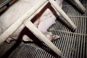 Sow with injured foot - Possibly 'bush foot' aka foot rot - Captured at Wally's Piggery, Jeir NSW Australia.