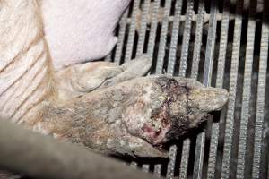 Sow with injured foot - Possibly 'bush foot' aka foot rot - Captured at Wally's Piggery, Jeir NSW Australia.