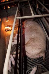 Wally's Piggery - Australian pig farming - Captured at Wally's Piggery, Jeir NSW Australia.