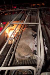 Wally's Piggery - Australian pig farming - Captured at Wally's Piggery, Jeir NSW Australia.