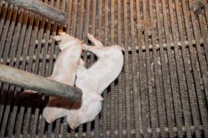 Dead piglets - Australian pig farming - Captured at Wally's Piggery, Jeir NSW Australia.