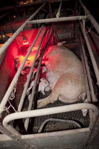 Wally's Piggery - Australian pig farming - Captured at Wally's Piggery, Jeir NSW Australia.