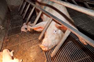 Sow in crate - Australian pig farming - Captured at Wally's Piggery, Jeir NSW Australia.