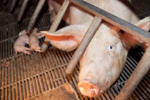 Sow in crate - Australian pig farming - Captured at Wally's Piggery, Jeir NSW Australia.