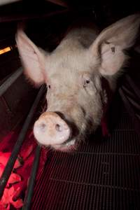 Sow in crate - Australian pig farming - Captured at Wally's Piggery, Jeir NSW Australia.