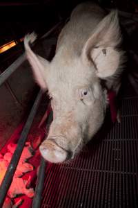 Sow in crate - Australian pig farming - Captured at Wally's Piggery, Jeir NSW Australia.