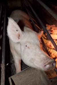 Sow in crate - Australian pig farming - Captured at Wally's Piggery, Jeir NSW Australia.