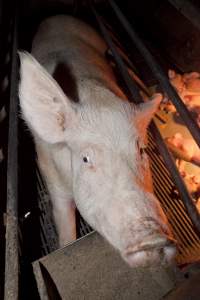 Sow in crate - Australian pig farming - Captured at Wally's Piggery, Jeir NSW Australia.