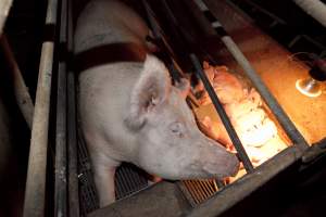 Sow in crate with piglets - Australian pig farming - Captured at Wally's Piggery, Jeir NSW Australia.