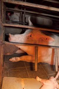 Sow in crate, another visible in background - Australian pig farming - Captured at Wally's Piggery, Jeir NSW Australia.