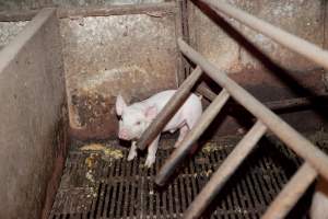 Piglet in crate - Australian pig farming - Captured at Wally's Piggery, Jeir NSW Australia.