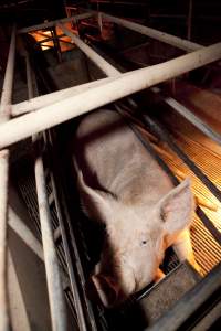 Sow in crate - Australian pig farming - Captured at Wally's Piggery, Jeir NSW Australia.