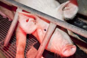 Sow in crate with hole in ear - Australian pig farming - Captured at Wally's Piggery, Jeir NSW Australia.