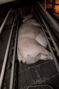 Pregnant sow in crate - Australian pig farming - Captured at Wally's Piggery, Jeir NSW Australia.