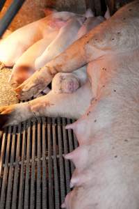 Piglet sleeping between mother's arms - Australian pig farming - Captured at Wally's Piggery, Jeir NSW Australia.