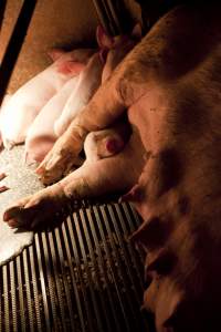 Piglet sleeping between mother's arms - Australian pig farming - Captured at Wally's Piggery, Jeir NSW Australia.