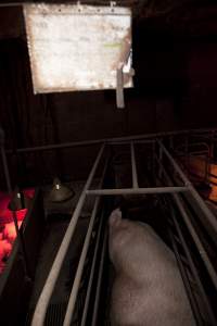 Wally's Piggery - Australian pig farming - Captured at Wally's Piggery, Jeir NSW Australia.